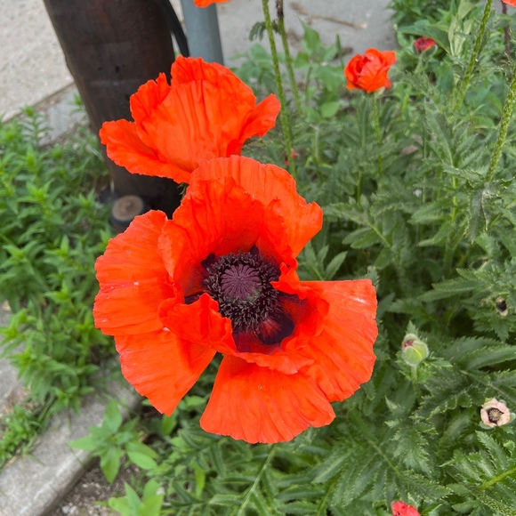 Meet your Posher, Lisa - Picture 1 of 1